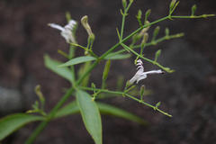 Andrographis paniculata